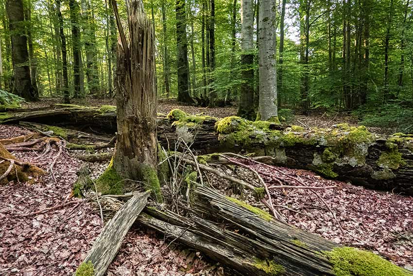 Die Eichenwälder des Spessarts - heraufragender Baumstumpf