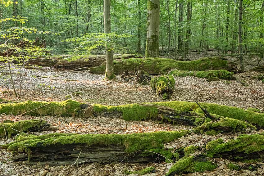 Scavenger Hunte Europe - Naturschutzgebiet Metzgergraben & Krone 3